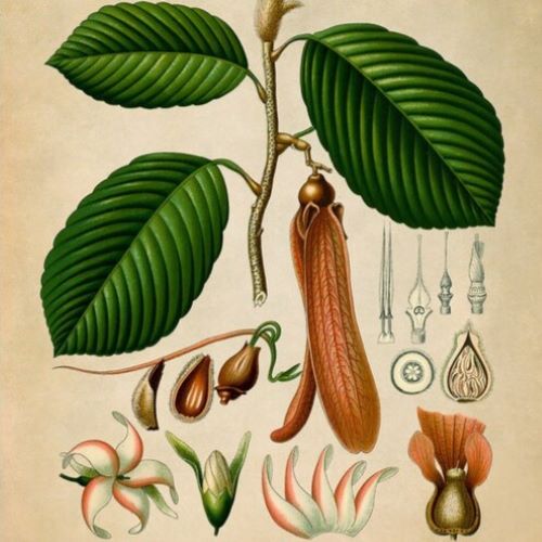 Illustrasjon av Gurjuntreet fra gammel flora.